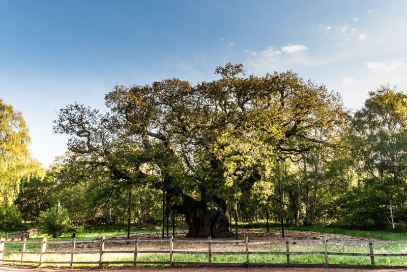 Major Oak | Visit Nottinghamshire